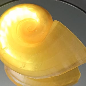 以下が含まれることがあります： 半透明の黄金色のオウムガイの貝殻の彫刻で、滑らかな螺旋状の表面をしています。この物体は先端に向かって細くなる独特の渦巻き状の形状をしており、光沢のある仕上げが施され、湾曲したセグメント構造全体に光を反射させています。