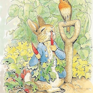 May include: A brown rabbit wearing a blue jacket sits in a garden and eats a carrot. A red robin perches on a wooden garden tool.