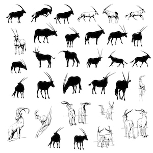 Könnte beinhalten: Eine Schwarzweißillustration verschiedener Antilopenarten, darunter Gemsbock, Oryx und Springbock. Die Tiere sind in verschiedenen Posen dargestellt, darunter beim Laufen, Stehen und Liegen.