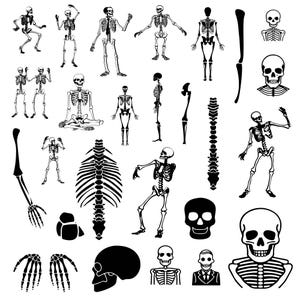 Menschliches Skelett Knochen SVG Bundle, menschliche Knochen Clipart für Cricut, menschliches Skelett Silhouette, Skelett Vektor, Wirbelsäule Abziehbild, Knochen CutFile