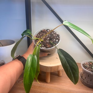 Philodendron 69686 - Etsy Philodendron 69686 - Etsy