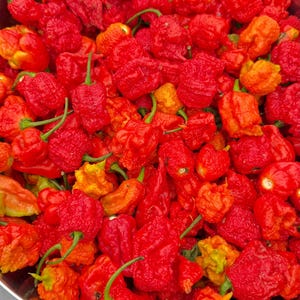 Puede incluir: Un cuenco grande de metal lleno de un montón de chiles frescos de color rojo brillante y naranja. Los chiles tienen una textura arrugada y abultada característica con pequeños tallos verdes, creando una densa colección de picantes.