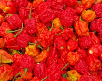 60 pimientos orgánicos Carolina Reaper recién cosechados, cultivados en pequeñas cantidades en nuestra granja.