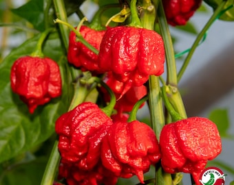 100 frisch geerntete, selbst angebaute Bio-Carolina-Reaper-Paprika aus Kleinserien