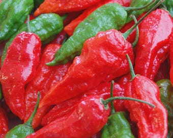 60 FRESH PICKED Home Grown small batch Organic Ghost Peppers
