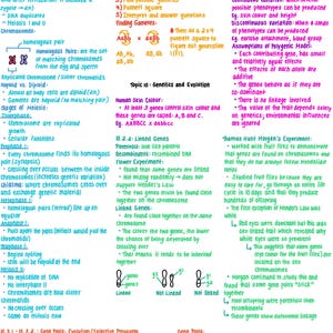 Op de afbeelding: Een handgeschreven biologie studiegids met kleurrijke aantekeningen over genetica en evolutie. Onderwerpen zijn meiose, dihybride kruisingen en genenpools. Diagrammen en vergelijkingen zijn opgenomen, met tekst in blauw, groen, oranje en paars.