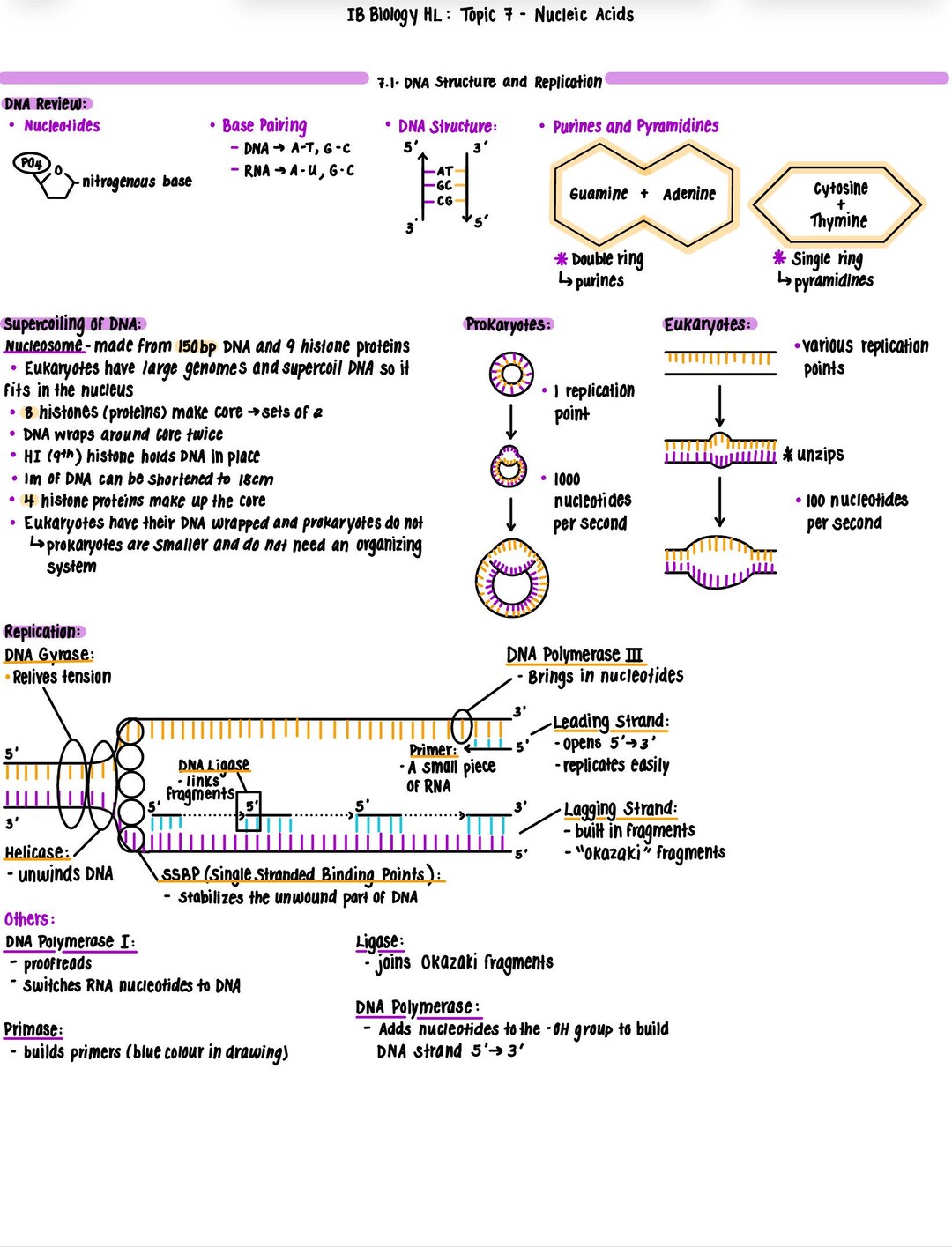 IB Bio: Unit 7 - Nucleic Acids (4 PAGES) - Etsy
