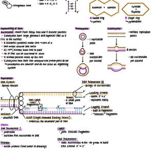 Könnte beinhalten: Ein Diagramm, das die Struktur und Replikation von DNA veranschaulicht. Das Diagramm zeigt die Basenpaarung von Nukleotiden, die Struktur von DNA und den Prozess der DNA-Replikation in Prokaryoten und Eukaryoten. Das Diagramm enthält auch Informationen über die an der DNA-Replikation beteiligten Enzyme, wie DNA-Polymerase, Helicase und Ligase.