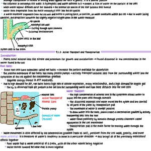 Könnte beinhalten: Ein handgeschriebenes Biologiediagramm mit detaillierten Notizen zur Transpiration von Pflanzen, Wassertransport und Anpassungen zur Wasserkonservierung. Das Diagramm enthält beschriftete Illustrationen von Xylemzellen, Wurzelhaaren und der Bewegung von Wasser und Mineralien.