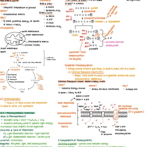 May include: A colorful diagram explaining the steps of the Citric Acid Cycle, also known as the Krebs Cycle, and the process of Glycolysis. The diagram includes a detailed illustration of a mitochondria, highlighting the inner and outer membranes, cristae, and the inner membrane space. The diagram also includes text explaining the purpose, location, and steps of each process.