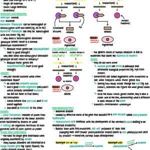 May include: A genetics revision guide, handwritten with diagrams and text, explaining mutations, albinism, and phenylketonuria. The guide uses colour-coding and arrows to illustrate genetic concepts.