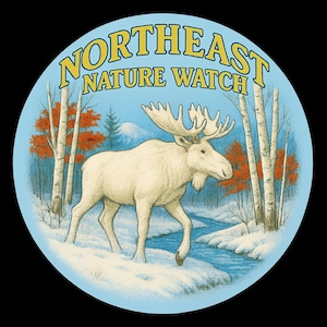 Sticker Albino Moose – Northeast Nature Watch | Vintage winterse natuurkunst