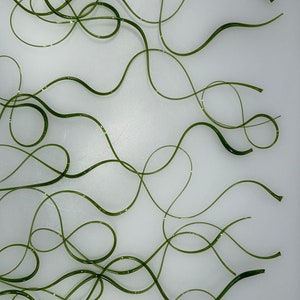 May include: A close-up of multiple strands of green, translucent, curly, string-like material on a white background.