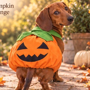 May include: A brown dachshund wearing an orange pumpkin costume with a green collar and a black jack-o'-lantern face print. The text Pumpkin Orange is visible in the upper left corner. The dog stands on a stone path surrounded by autumn leaves.