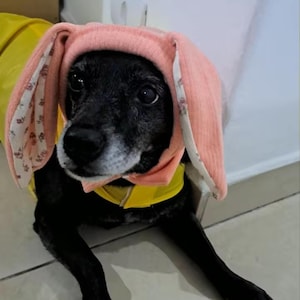 Bunny Ears Dog Snood, Adorable Pet Hat For Small Dogs, Cute Puppy Costume, Soft Dog Hood, Funny Bunny Dog Outfit, Small Dogs, Medium Dogs