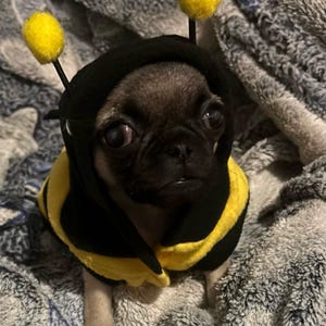 Bumblebee Dog Costume, Bee Dog Costume, Cute Costume For Dog, Outdoor Dog Costume, Bug Doggy Outfit, Dog Outfit, Doggy Dress Up, Dog Fit