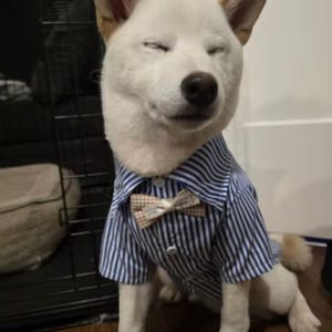 Dog Bowtie Shirt, Formal Dog Collar Shirt with Bow Tie, Wedding Dog Outfit, Formal Dog Shirt with Bowtie, Dog Collared Shirt Outfit
