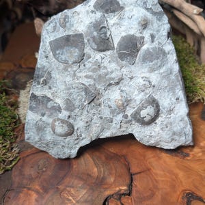 Ancient Brachiopod Fossil Plate – Natural Marine Fossil Stone for Display or Altar Use