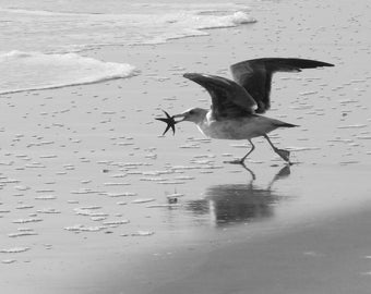 Beach Bird - Instant Digital Download, Wall Art, Home Decor, Office Decor