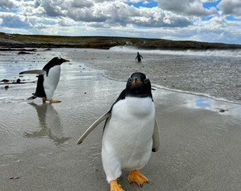 Falkland Islands - Instant Digital Download, Wall Art, Home Decor, Office Decor