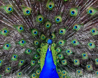 Peacock - Instant Digital Download, Wall Art, Home Decor, Office Decor