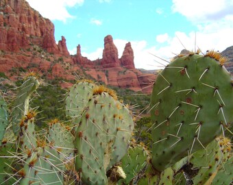 May include: Close-up of a prickly pear cactus with green pads and long, sharp spines. The background features red rock formations under a blue sky with scattered clouds, creating a desert landscape scene.