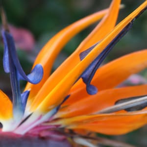 Birds of Paradise - Instant Digital Download, Wall Art, Home Decor, Office Decor