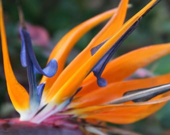 Birds of Paradise - Instant Digital Download, Wall Art, Home Decor, Office Decor