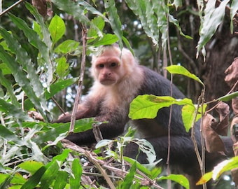 Costa Rican Monkey - Instant Digital Download, Wall Art, Home Decor, Office Decor