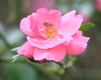 Bee on Flower - Instant Digital Download, Wall Art, Home Decor, Office Decor