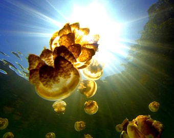 Jellyfish Lake - Instant Digital Download, Wall Art, Home Decor, Office Decor
