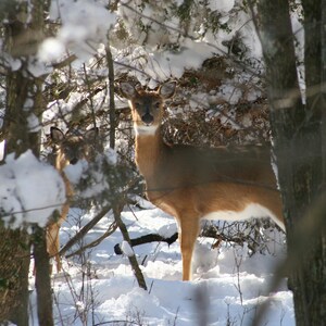 Deer in Virginia - Instant Digital Download, Wall Art, Home Decor, Office Decor