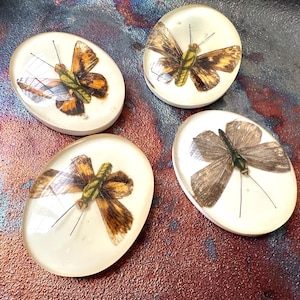 May include: Four oval-shaped resin coasters, each containing a preserved butterfly. The butterflies have brown, orange, and yellow wings with black antennae. The coasters are set against a textured, multi-colored background.
