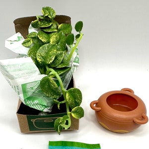 Miniverse Lifestyle Home - Hanging Pothos - Miniverse Hanging Pothos - Hanging Pothos Miniverse - Miniverse Plants - Plants Miniverse