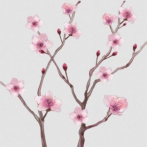 Clipart di fiori di ciliegio disegnati a mano al 100%, set di PNG di fiori giapponesi Sakura, senza intelligenza artificiale, oggetto intelligente PSD a strati floreali rosa per uso commerciale ad alta risoluzione
