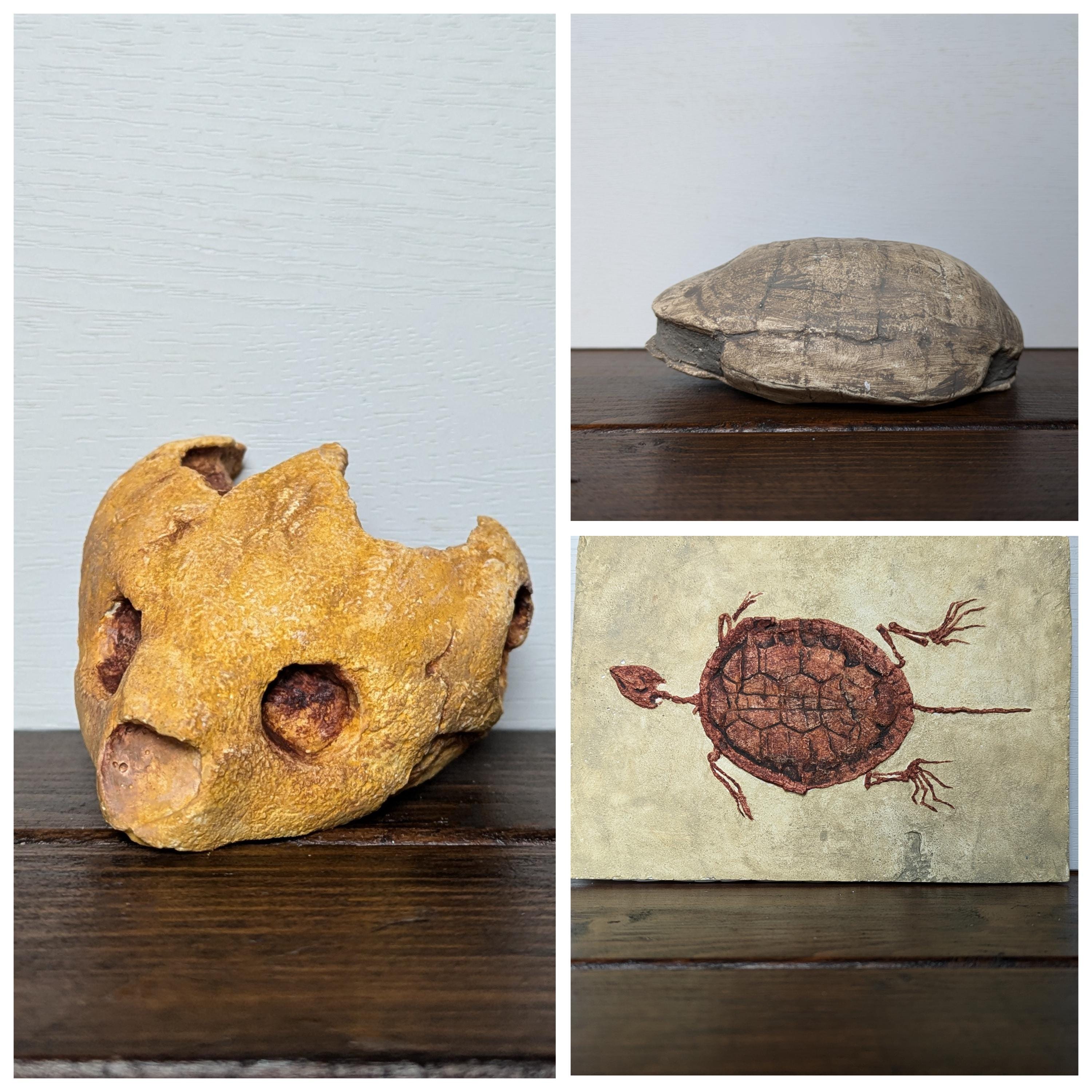 Turtle Fossil Replicas | Skull, Shell and Skeleton - Etsy