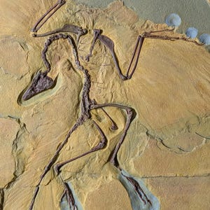 Archaeopteryx Fossil Replica