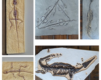 Reptile Skeleton Replicas | Homeosaurus | Nothosaurus | Mesosaurus | Keichousaurus