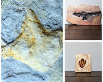 Dinosaur Footprint Replica | Raptor | Coelophysis | Pterosaur