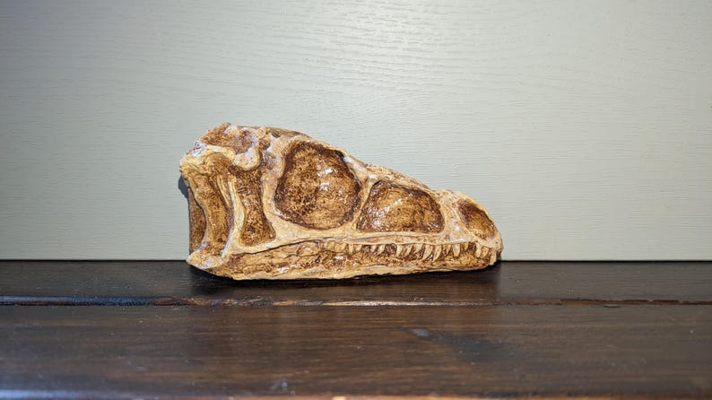 Uk Raptors Guide Dinosaur Skull Relpicas | Pterosaur | Raptor | Coelophysis ...
