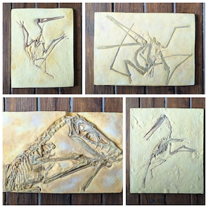 Pterosaur Skeleton Replicas | Scaphognathus | Sordes | Pterodactyl