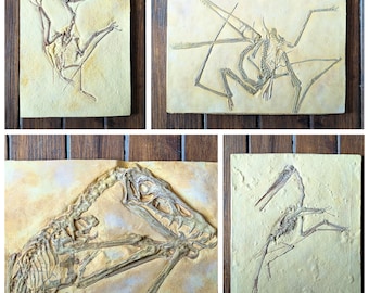 Pterosaur Skeleton Replicas | Scaphognathus | Sordes | Pterodactyl