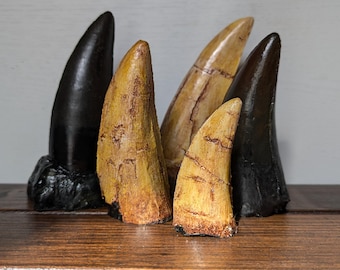 Tyrannosaurus Rex Teeth Replicas