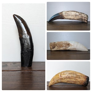 Dinosaur Tooth Replica | Allosaurus | Giganotosaurus | Pliosaur | Sarcosuchus
