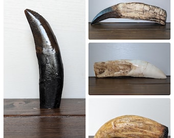 Dinosaur Tooth Replica | Allosaurus | Giganotosaurus | Pliosaur | Sarcosuchus