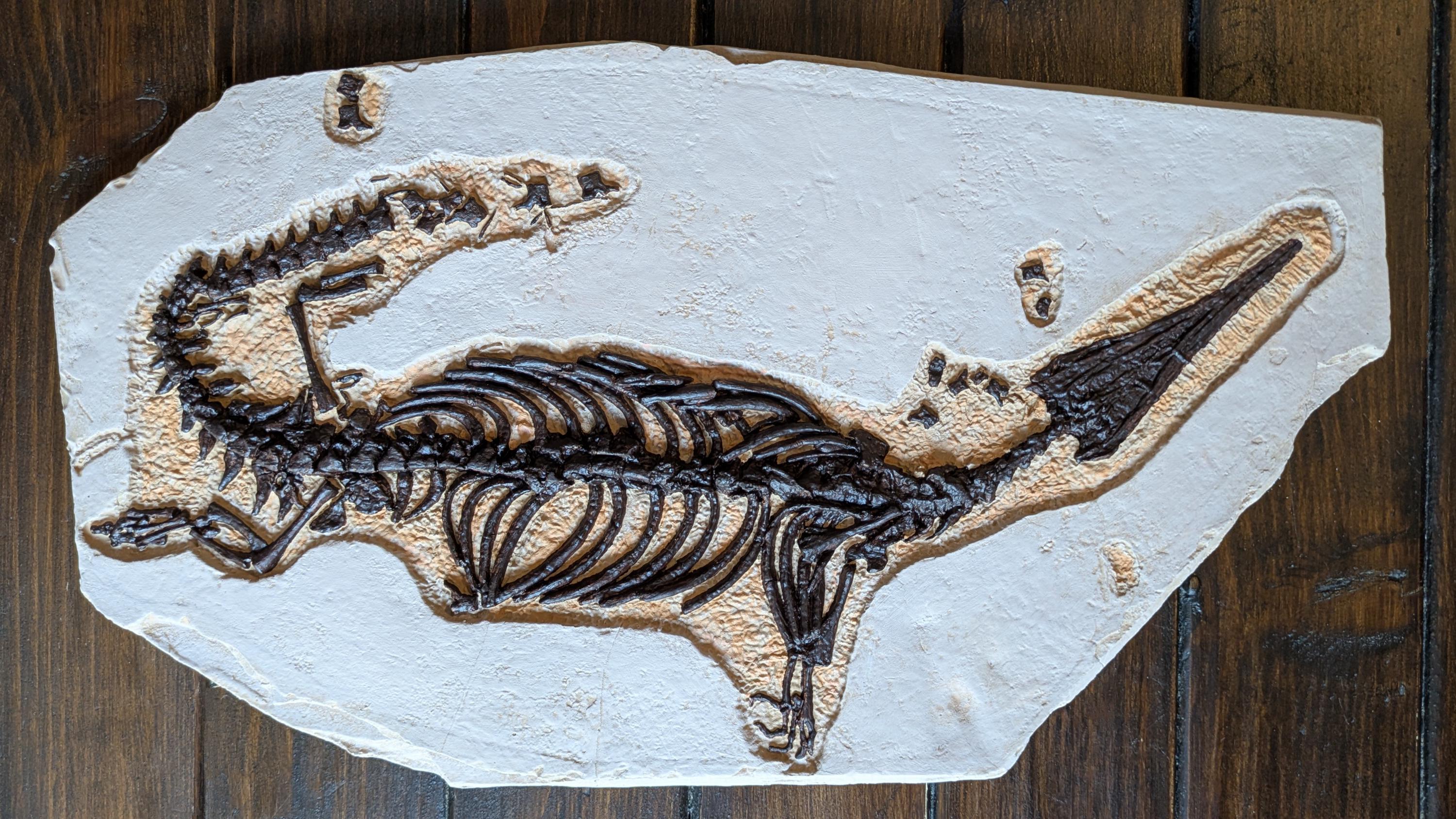 Reptile Skeleton Replicas | Homeosaurus | Nothosaurus | Mesosaurus ...