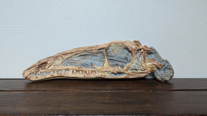 Uk Raptors Guide Dinosaur Skull Relpicas | Pterosaur | Raptor | Coelophysis ...