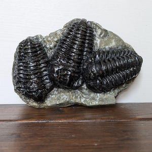 May include: A fossilised trilobite, a type of extinct marine arthropod, preserved in a rock matrix. The trilobite is black and has a segmented exoskeleton.