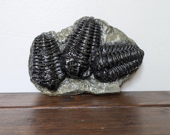 Trilobite Replicas | Phacops | Diacalymene | Dalmanites | Trimerus | Kainops | Paradoxides | Psychopyge