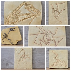 May include: A collection of six rectangular stone-colored plaques featuring relief carvings of prehistoric pterosaur skeletons. Each plaque displays a distinct fossilized skeletal structure in shades of tan, brown, or black against a textured surface.